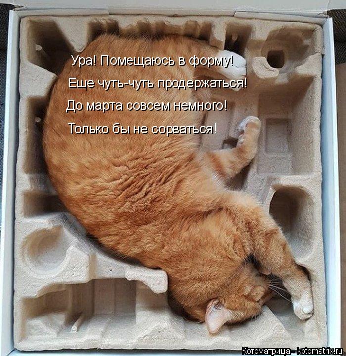 Котоматрица: Ура! Помещаюсь в форму! Еще чуть-чуть продержаться! До марта совсем немного! Только бы не сорваться!