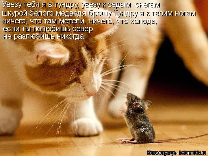 Котоматрица: Увезу тебя я в тундру, увезу к седым  снегам шкурой белого медведя брошу Тундру я к твоим ногам, ничего, что там метели, ничего, что холода, ес?