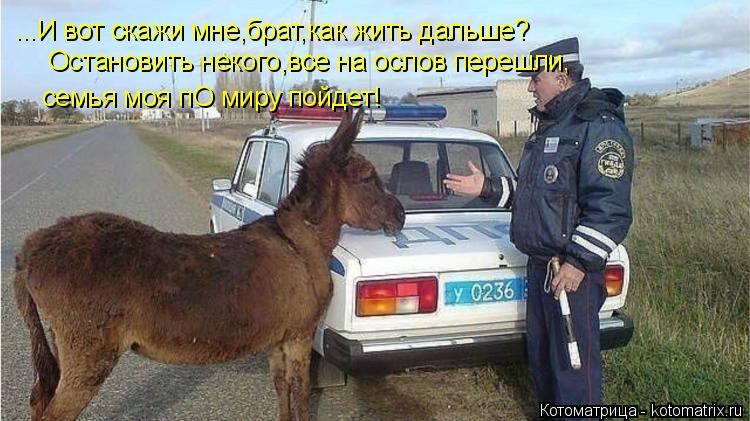 Котоматрица: ...И вот скажи мне,брат,как жить дальше? Остановить некого,все на ослов перешли, семья моя пО миру пойдет!