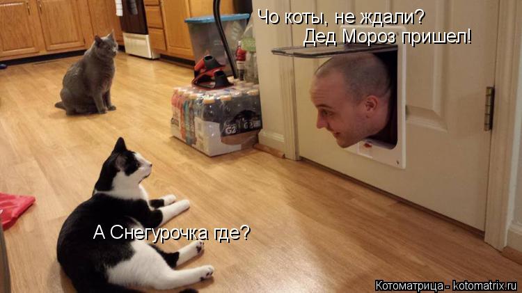 Котоматрица: Чо коты, не ждали? Дед Мороз пришел! А Снегурочка где?