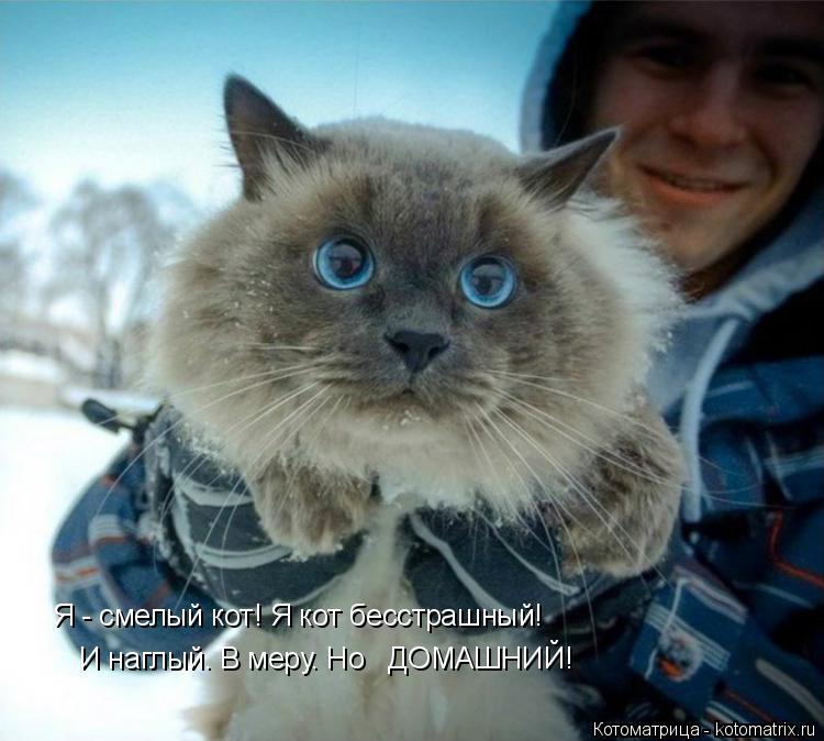 Котоматрица: Я - смелый кот! Я кот бесстрашный! И наглый. В меру. Но   ДОМАШНИЙ!