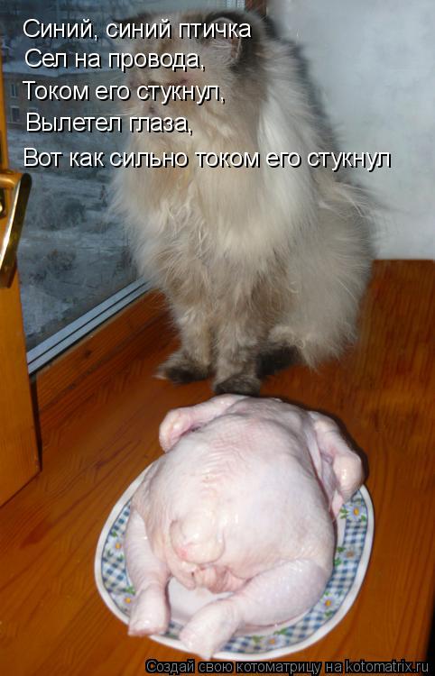 Котоматрица: Синий, синий птичка Сел на провода, Током его стукнул, Вылетел глаза, Вот как сильно током его стукнул