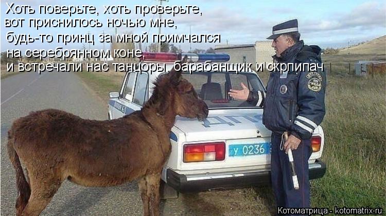 Котоматрица: Хоть поверьте, хоть проверьте, вот приснилось ночью мне, будь-то принц за мной примчался на серебрянном коне,  и встречали нас танцоры, бараб