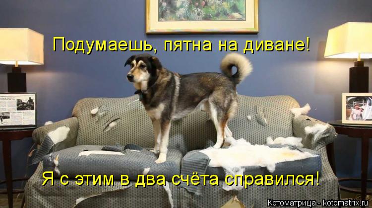 Котоматрица: Я с этим в два счёта справился! Подумаешь, пятна на диване!
