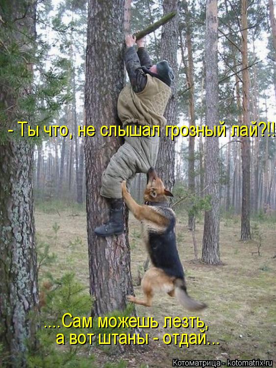 - Ты что, не слышал грозный лай?!! ....Сам можешь лезть, а вот штаны - отдай...... Котоматрица: - Ты что, не слышал грозный лай?!! ....Сам можешь лезть, а вот штаны - отдай...