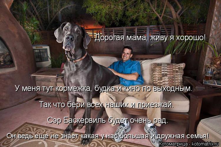 Дорогая мама, живу я хорошо! У меня тут кормежка, будка и кино по выходным. Так что бери всех наших ... Котоматрица: Дорогая мама, живу я хорошо! У меня тут кормежка, будка и кино по выходным. Так что бери всех наших и приезжай. Сэр Баскервиль будет очень ра
