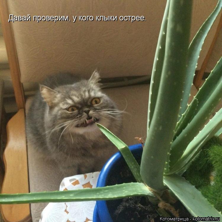 Давай проверим, у кого клыки острее.... Котоматрица: Давай проверим, у кого клыки острее.