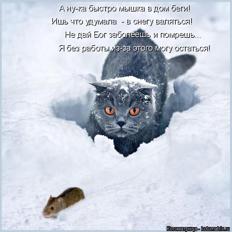 Ишь что удумала - в снегу валяться! Не дай Бог заболеешь и помрешь... Я без работы из-за этого могу ... Котоматрица: Ишь что удумала - в снегу валяться! Не дай Бог заболеешь и помрешь... Я без работы из-за этого могу остаться! А ну-ка быстро мышка в дом беги!