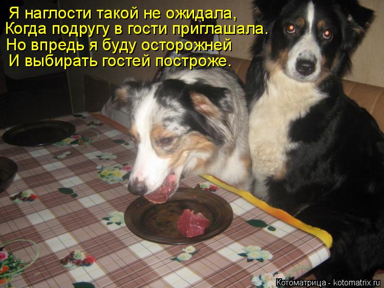 Я наглости такой не ожидала, Когда подругу в гости приглашала. Но впредь я буду осторожней И выбирать... Котоматрица: Я наглости такой не ожидала, Когда подругу в гости приглашала. Но впредь я буду осторожней И выбирать гостей построже.