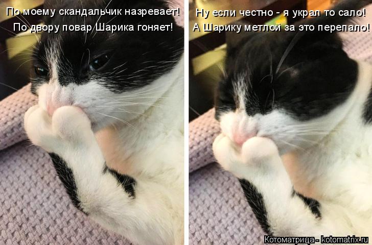 Ну если честно - я украл то сало! А Шарику метлой за это перепало! По двору повар Шарика гоняет! По м... Котоматрица: Ну если честно - я украл то сало! А Шарику метлой за это перепало! По двору повар Шарика гоняет! По моему скандальчик назревает!
