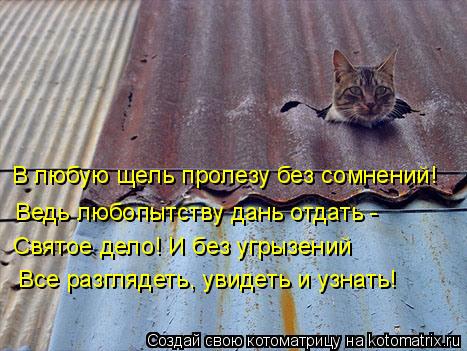 Ведь любопытству дань отдать - Все разглядеть, увидеть и узнать! Святое дело! И без угрызений В любу... Котоматрица: Ведь любопытству дань отдать - Все разглядеть, увидеть и узнать! Святое дело! И без угрызений В любую щель пролезу без сомнений!