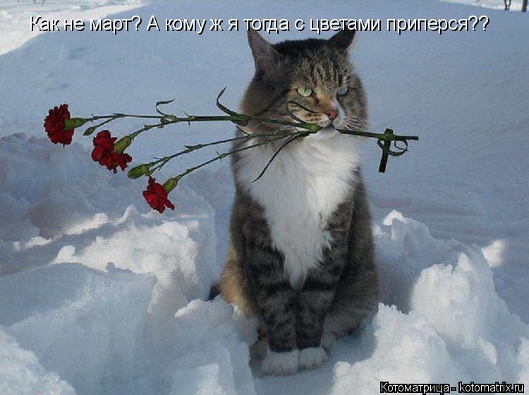 Как не март? А кому ж я тогда с цветами приперся??... Котоматрица: Как не март? А кому ж я тогда с цветами приперся??