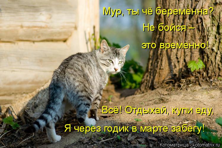Мур, ты чё беременна? Не бойся – это временно! Всё! Отдыхай, купи еду, Я через годик в марте забегу!... Котоматрица: Мур, ты чё беременна? Не бойся – это временно! Всё! Отдыхай, купи еду, Я через годик в марте забегу!
