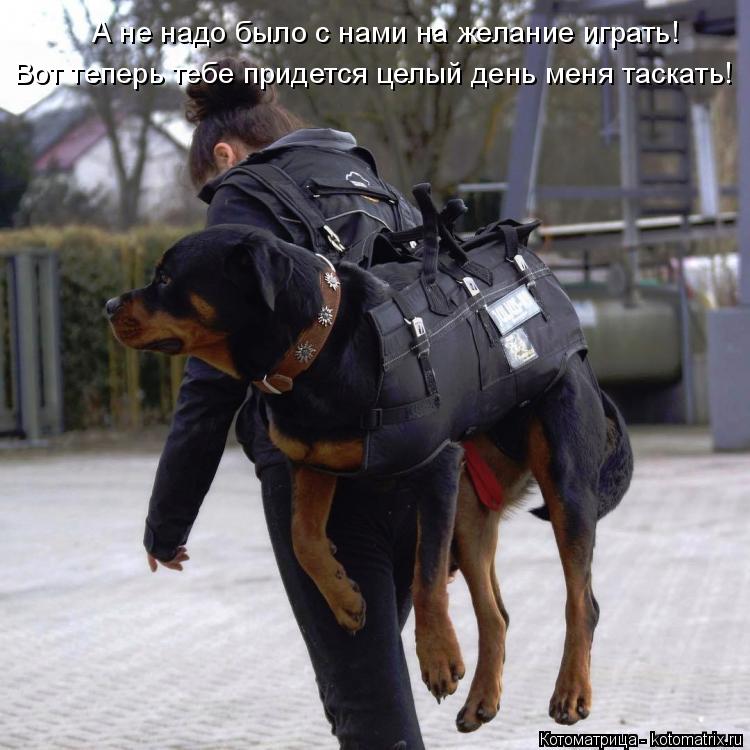 Вот теперь тебе придется целый день меня таскать! А не надо было с нами на желание играть!... Котоматрица: Вот теперь тебе придется целый день меня таскать! А не надо было с нами на желание играть!