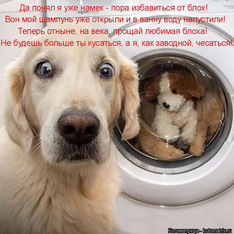 Да понял я уже намек - пора избавиться от блох! Вон мой шампунь уже открыли и в ванну воду напустили!... Котоматрица: Да понял я уже намек - пора избавиться от блох! Вон мой шампунь уже открыли и в ванну воду напустили! Теперь отныне, на века, прощай любимая бл