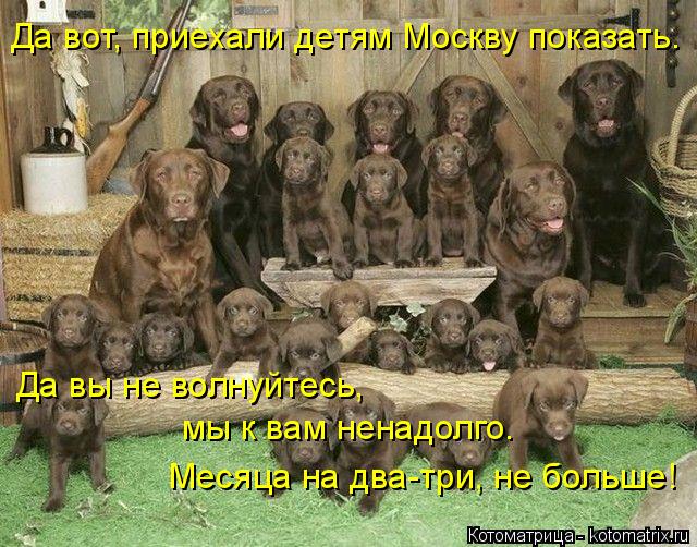 Да вот, приехали детям Москву показать. Да вы не волнуйтесь, мы к вам ненадолго. Месяца на два-три, ... Котоматрица: Да вот, приехали детям Москву показать. Да вы не волнуйтесь, мы к вам ненадолго. Месяца на два-три, не больше!