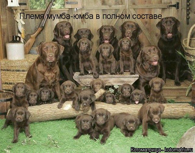 Племя мумба-юмба в полном составе...... Котоматрица: Племя мумба-юмба в полном составе...