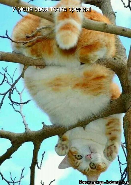 У меня своя точка зрения!... Котоматрица: У меня своя точка зрения!