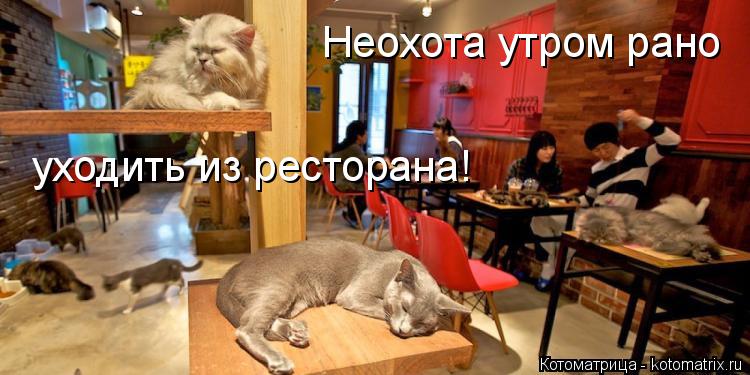 Неохота утром рано уходить из ресторана!... Котоматрица: Неохота утром рано уходить из ресторана!