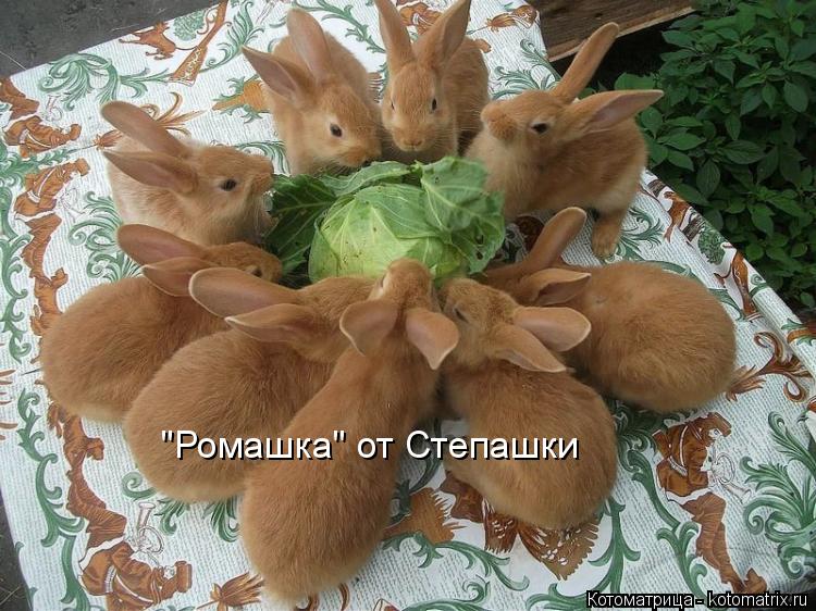 "Ромашка" от Степашки "Ромашка" от Степашки... Котоматрица: "Ромашка" от Степашки "Ромашка" от Степашки