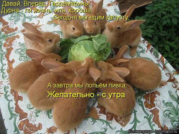 Давай, Вперёд, Гардемарины, Дурна - ли жизнь, иль хороша, Сегодня мы едим капусту, А завтра мы попьё... Котоматрица: Давай, Вперёд, Гардемарины, Дурна - ли жизнь, иль хороша, Сегодня мы едим капусту, А завтра мы попьём пивка, Желательно - с утра