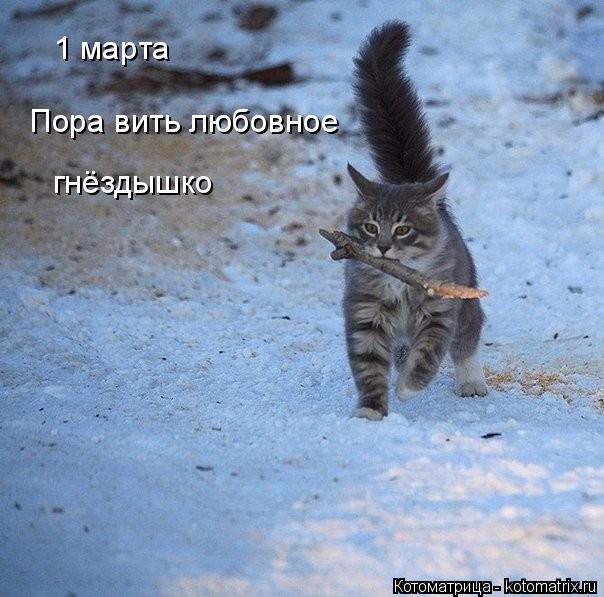 1 марта Пора вить любовное гнёздышко... Котоматрица: 1 марта Пора вить любовное гнёздышко