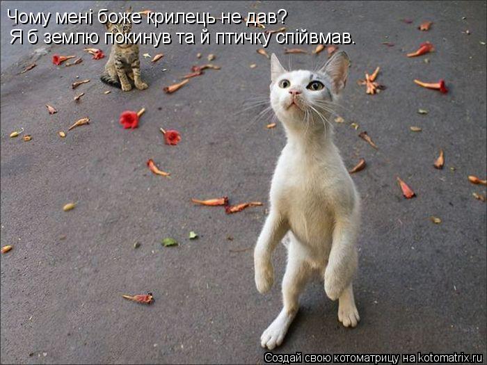 Чому менi боже крилець не дав? Я б землю покинув та й птичку спiйвмав.... Котоматрица: Чому менi боже крилець не дав? Я б землю покинув та й птичку спiйвмав.