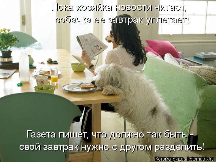 Пока хозяйка новости читает, собачка ее завтрак уплетает! свой завтрак нужно с другом разделить! Газе... Котоматрица: Пока хозяйка новости читает, собачка ее завтрак уплетает! свой завтрак нужно с другом разделить! Газета пишет, что должно так быть -