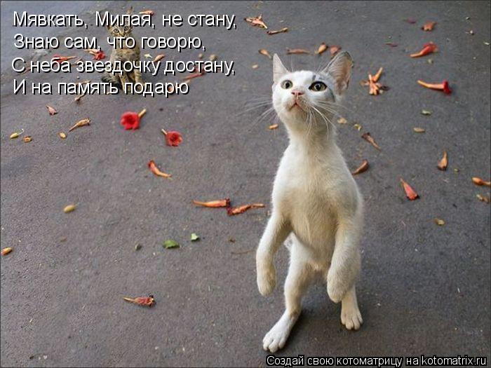Мявкать, Милая, не стану, Знаю сам, что говорю, С неба звездочку достану, И на память подарю... Котоматрица: Мявкать, Милая, не стану, Знаю сам, что говорю, С неба звездочку достану, И на память подарю