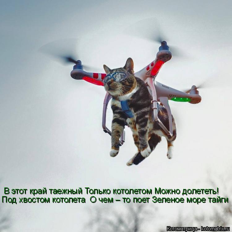 В этот край таежный Только котолетом Можно долететь! Под хвостом котолета О чем – то поет Зеленое мо... Котоматрица: В этот край таежный Только котолетом Можно долететь! Под хвостом котолета О чем – то поет Зеленое море тайги