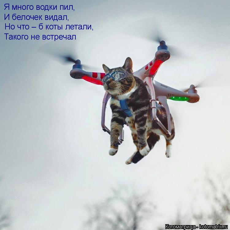 Я много водки пил, И белочек видал, Но что – б коты летали, Такого не встречал... Котоматрица: Я много водки пил, И белочек видал, Но что – б коты летали, Такого не встречал