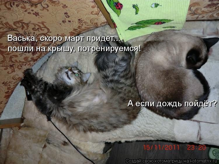 Васька, скоро март придет... пошли на крышу, потренируемся! А если дождь пойдёт?... Котоматрица: Васька, скоро март придет... пошли на крышу, потренируемся! А если дождь пойдёт?
