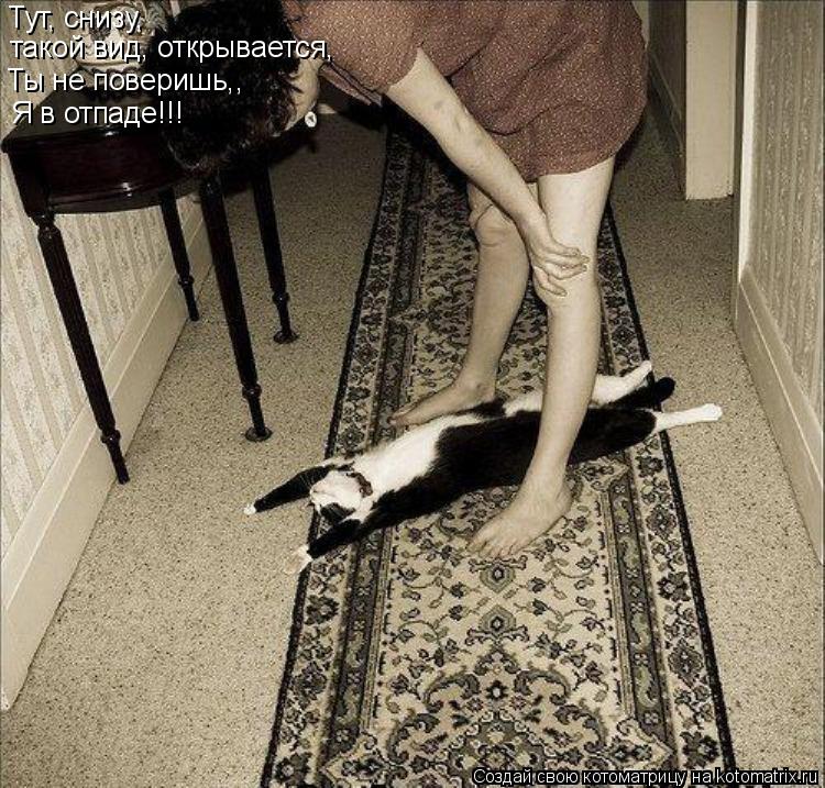 Тут, снизу, такой вид, открывается, Ты не поверишь,, Я в отпаде!!!... Котоматрица: Тут, снизу, такой вид, открывается, Ты не поверишь,, Я в отпаде!!!
