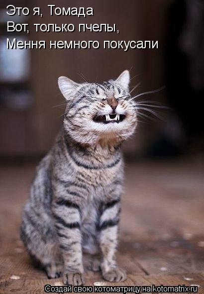 Это я, Томада Вот, только пчелы, Мення немного покусали... Котоматрица: Это я, Томада Вот, только пчелы, Мення немного покусали