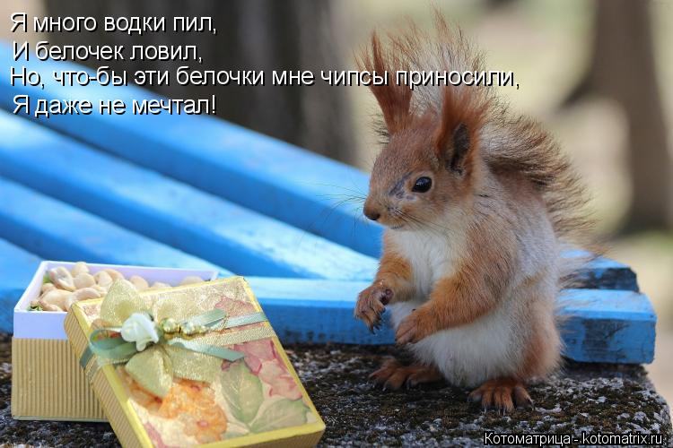 Я много водки пил, И белочек ловил, Но, что-бы эти белочки мне чипсы приносили, Я даже не мечтал!... Котоматрица: Я много водки пил, И белочек ловил, Но, что-бы эти белочки мне чипсы приносили, Я даже не мечтал!