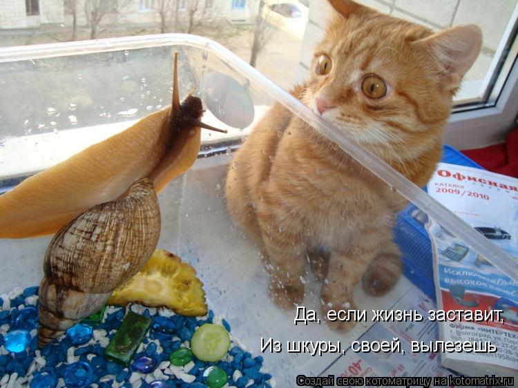 Да, если жизнь заставит, Из шкуры, своей, вылезешь... Котоматрица: Да, если жизнь заставит, Из шкуры, своей, вылезешь