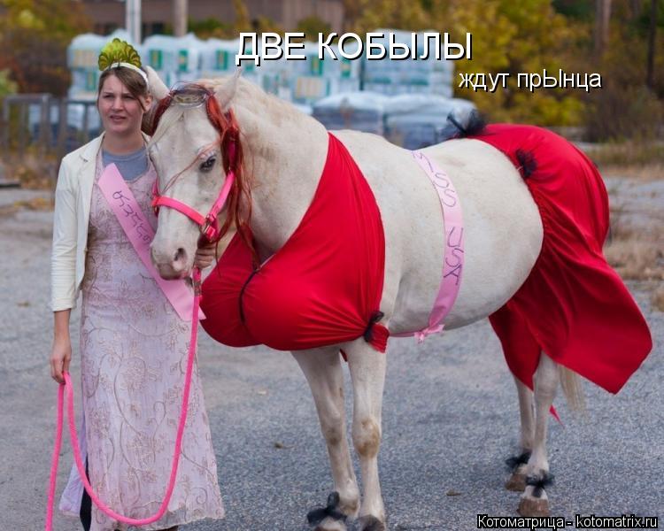 ДВЕ КОБЫЛЫ ждут прЫнца... Котоматрица: ДВЕ КОБЫЛЫ ждут прЫнца