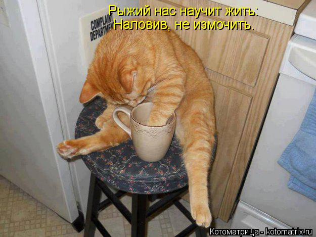 Рыжий нас научит жить: Наловив, не измочить.... Котоматрица: Рыжий нас научит жить: Наловив, не измочить.