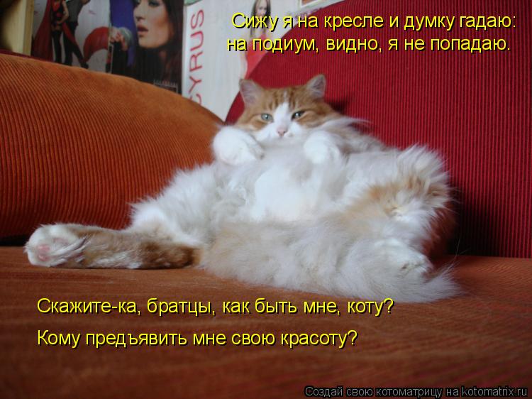 Сижу я на кресле и думку гадаю: на подиум, видно, я не попадаю. Скажите-ка, братцы, как быть мне, кот... Котоматрица: Сижу я на кресле и думку гадаю: на подиум, видно, я не попадаю. Скажите-ка, братцы, как быть мне, коту? Кому предъявить мне свою красоту?