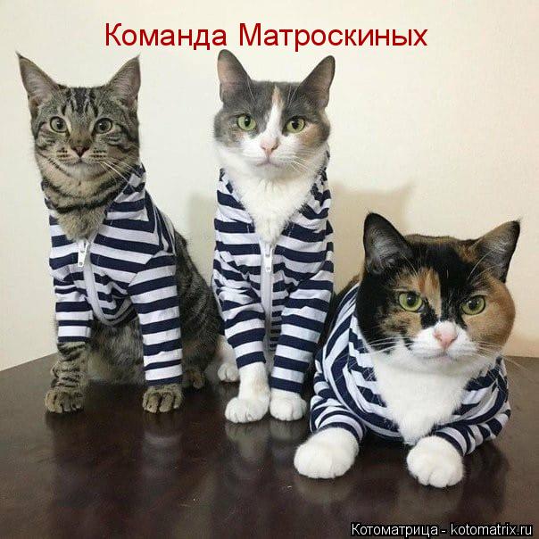 Команда Матроскиных... Котоматрица: Команда Матроскиных