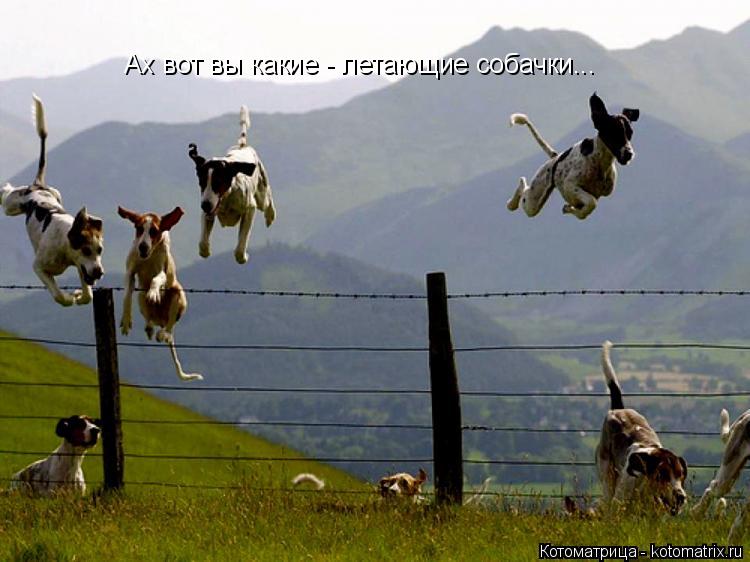 Ах вот вы какие - летающие собачки...... Котоматрица: Ах вот вы какие - летающие собачки...