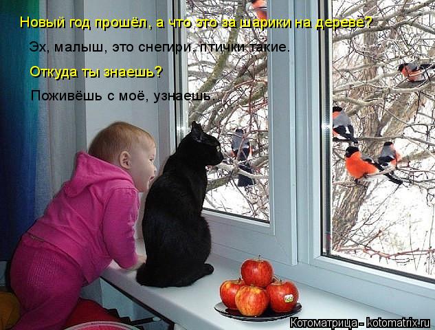 Новый год прошёл, а что это за шарики на дереве? Эх, малыш, это снегири, птички такие. Откуда ты знае... Котоматрица: Новый год прошёл, а что это за шарики на дереве? Эх, малыш, это снегири, птички такие. Откуда ты знаешь? Поживёшь с моё, узнаешь.