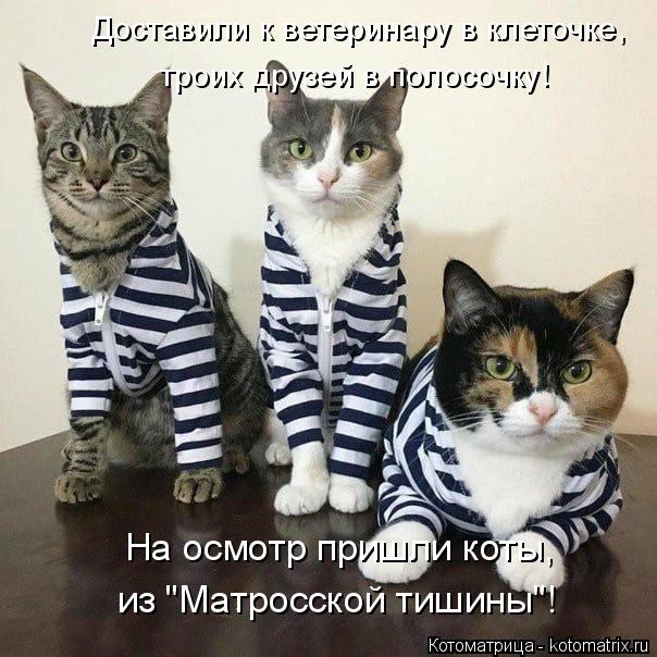 Котоматрица: На осмотр пришли коты, из "Матросской тишины"! Доставили к ветеринару в клеточке, троих друзей в полосочку!