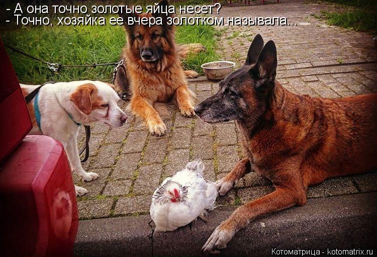 - А она точно золотые яйца несет? - Точно, хозяйка ее вчера золотком называла...... Котоматрица: - А она точно золотые яйца несет? - Точно, хозяйка ее вчера золотком называла...