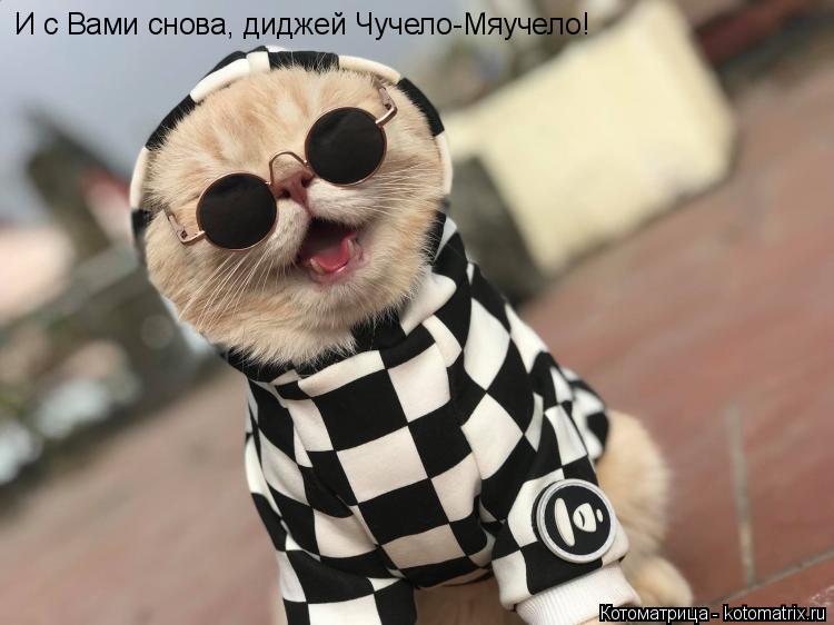 И с Вами снова, диджей Чучело-Мяучело!... Котоматрица: И с Вами снова, диджей Чучело-Мяучело!