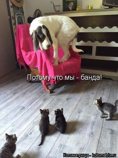 Потому что мы - банда!... Котоматрица: Потому что мы - банда!