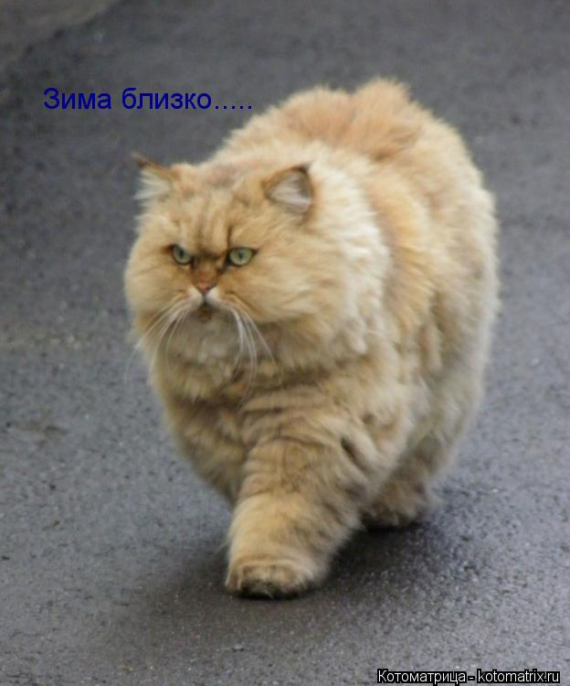 Зима близко........ Котоматрица: Зима близко.....