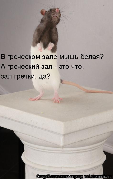 Котоматрица: В греческом зале мышь белая? А греческий зал - это что, зал гречки, да?
