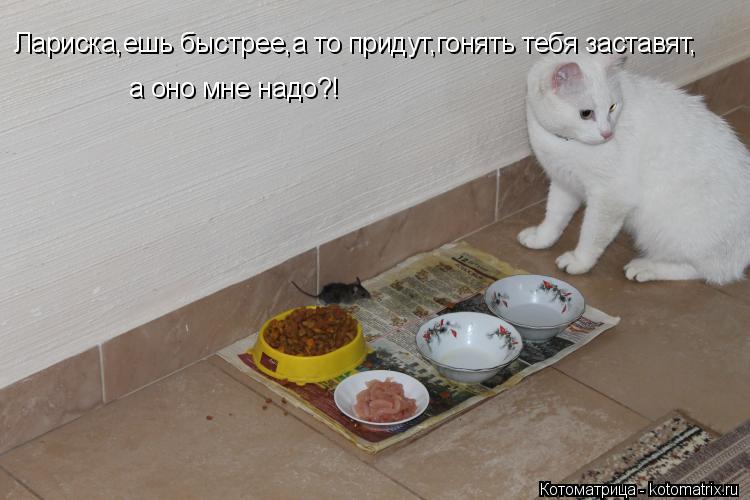 Лариска,ешь быстрее,а то придут,гонять тебя заставят, а оно мне надо?!... Котоматрица: Лариска,ешь быстрее,а то придут,гонять тебя заставят, а оно мне надо?!