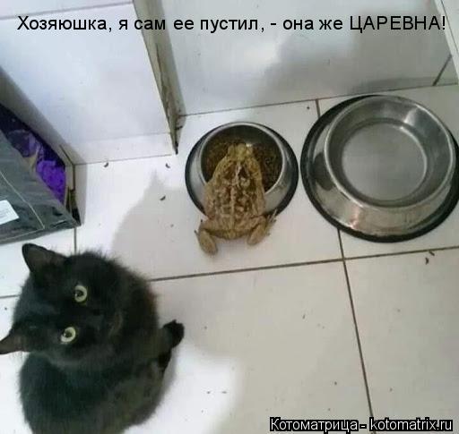 Хозяюшка, я сам ее пустил, - она же ЦАРЕВНА!... Котоматрица: Хозяюшка, я сам ее пустил, - она же ЦАРЕВНА!